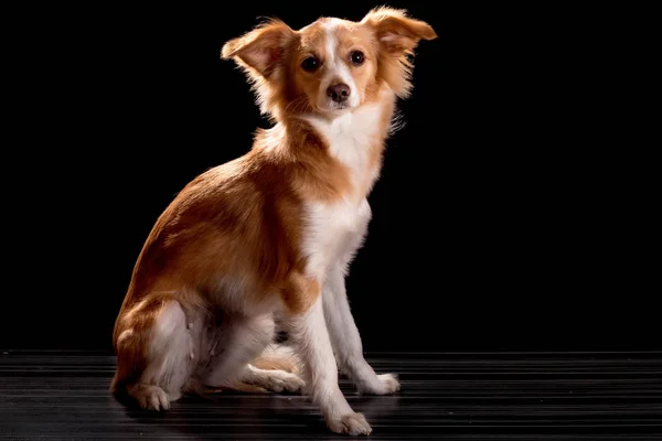 Schöner Rotschopf mit einem weißen Hund — Stockfoto