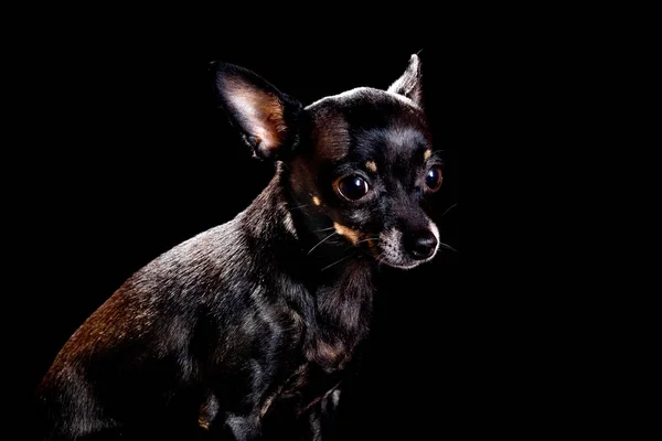 O pequeno cão preto Chihuahua — Fotografia de Stock