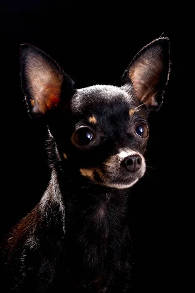 Маленькая черная собачка Чэчуахуа — стоковое фото