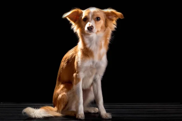 Schöner Rotschopf mit einem weißen Hund — Stockfoto