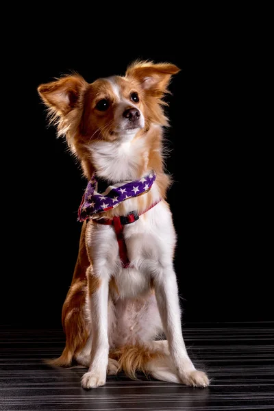 Schöner Rotschopf mit einem weißen Hund — Stockfoto