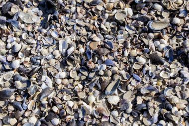 Deniz kabuklarını Bulgaristan'ın Karadeniz plaj