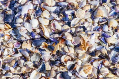 Bulgaristan'ın Karadeniz plaj renkli deniz kabuklarını