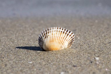 Seashell turist sahilde Bulgaristan