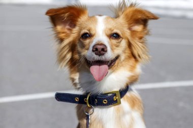 Kırmızı köpek gülümsüyor