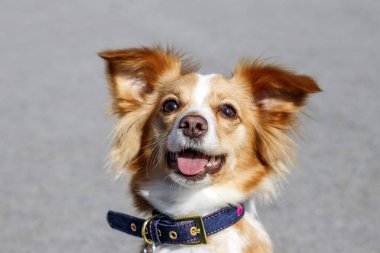 Neşeli kırmızı köpek