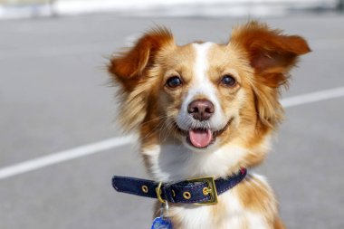 mutlu kırmızı köpek