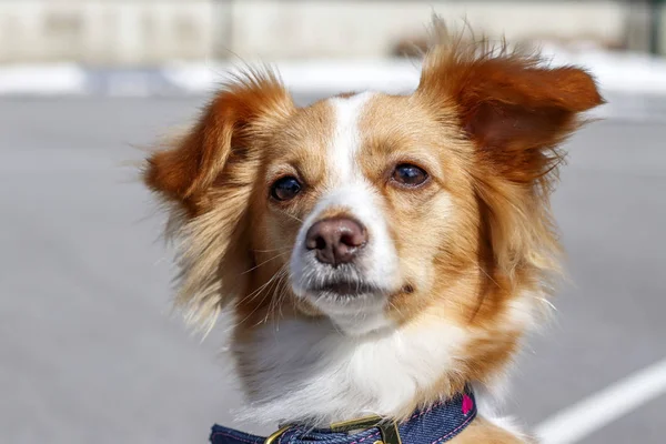 Triste cane rosso — Foto Stock