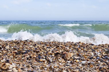 Karadeniz deniz kabuklarını ile