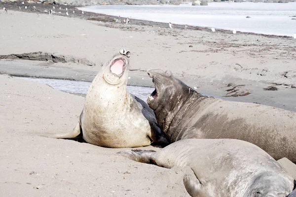 Selo selvagem descansando na antártica — Fotografia de Stock