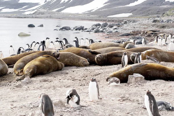 Dzika nerpa odpoczynku na Antarktydzie — Zdjęcie stockowe