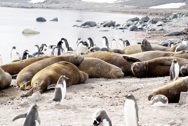 Dzika nerpa odpoczynku na Antarktydzie — Zdjęcie stockowe