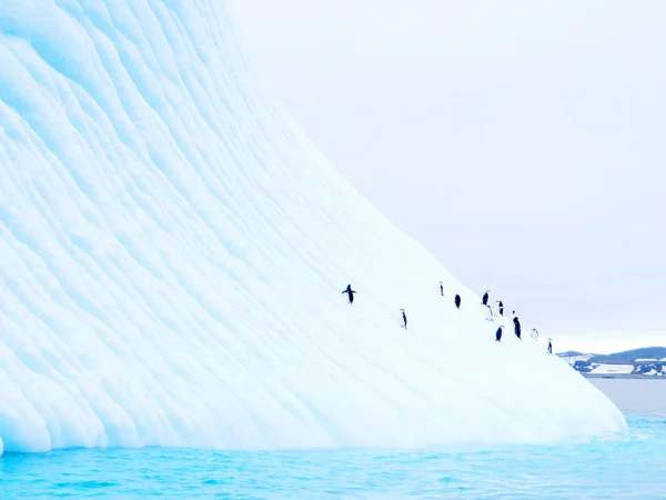 Eisberg schwimmt mit Pinguinen in der Antarktis — Stockfoto