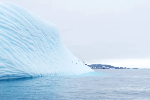 Iceberg flottant dans l'antarctique avec des pingouins — Photo