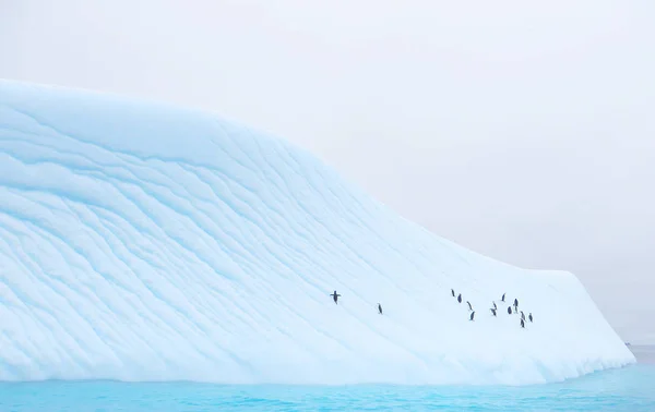 Eisberg schwimmt mit Pinguinen in der Antarktis — Stockfoto