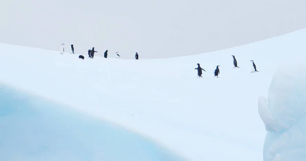 Iceberg flutuando na antártica com pinguins — Fotografia de Stock