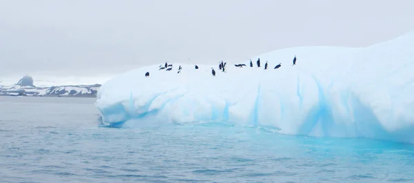 Iceberg flutuando na antártica com pinguins — Fotografia de Stock