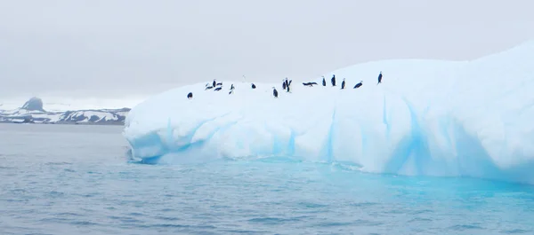 Iceberg flotando en antártida con pingüinos —  Fotos de Stock