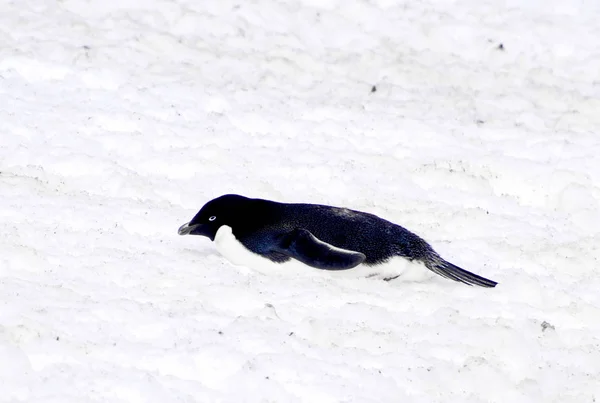 Wilder Pinguin auf Schnee — Stockfoto