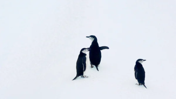 Kar üzerinde vahşi penguen — Stok fotoğraf