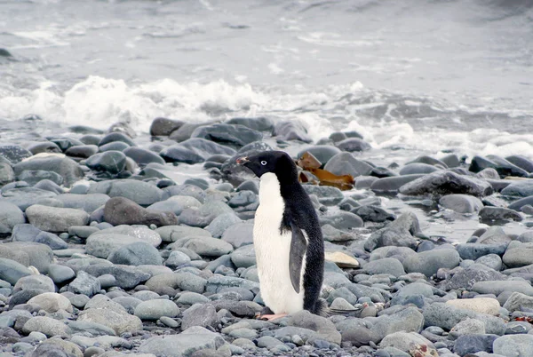 Dziki pingwiny, leżący nad morzem — Zdjęcie stockowe