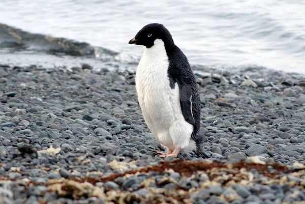 Pingüinos salvajes descansando junto a la costa del mar — Foto de Stock