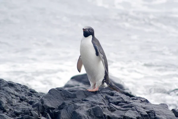 Pinguins selvagens descansando na costa do mar — Fotografia de Stock