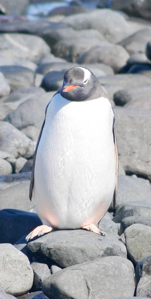 Pingüinos salvajes descansando junto a la costa del mar —  Fotos de Stock