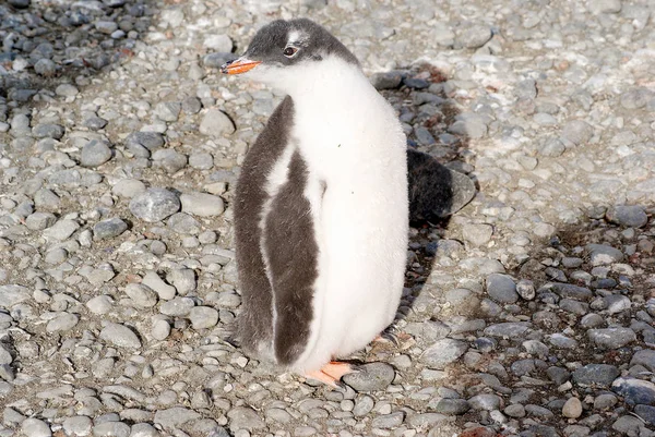 Дикие пингвины отдыхают на берегу моря — стоковое фото