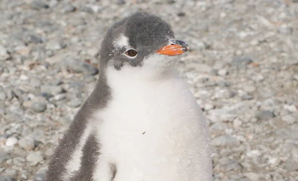 Pingüinos salvajes descansando junto a la costa del mar —  Fotos de Stock