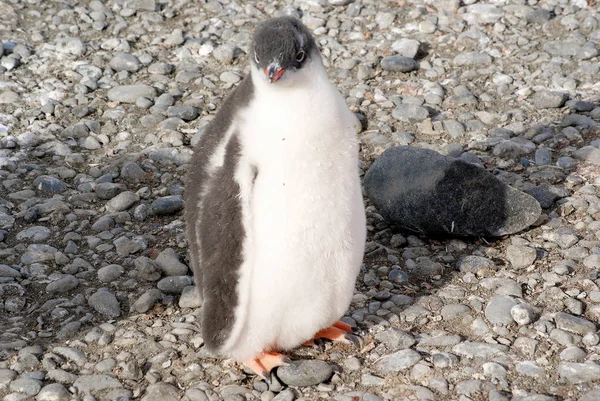 Pinguins selvagens descansando na costa do mar — Fotografia de Stock