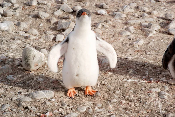 Pinguins selvagens descansando na costa do mar — Fotografia de Stock