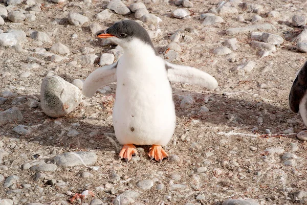 Pinguins selvagens descansando na costa do mar — Fotografia de Stock