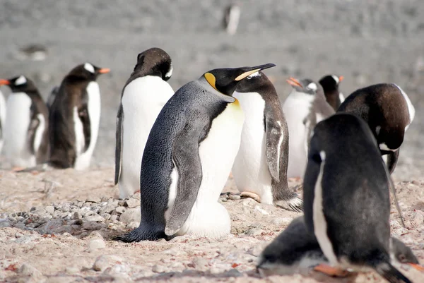 Vilda pingviner vila av havet kusten — Stockfoto