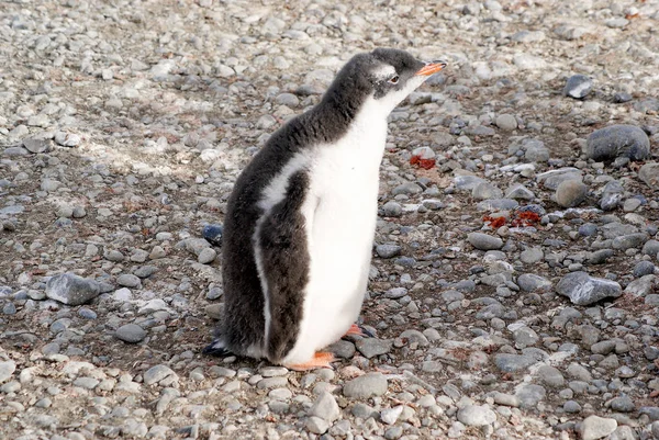 Pinguins selvagens descansando na costa do mar — Fotografia de Stock