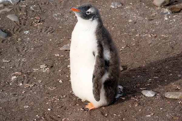 Wild pinguïns rust door de zeekust — Stockfoto