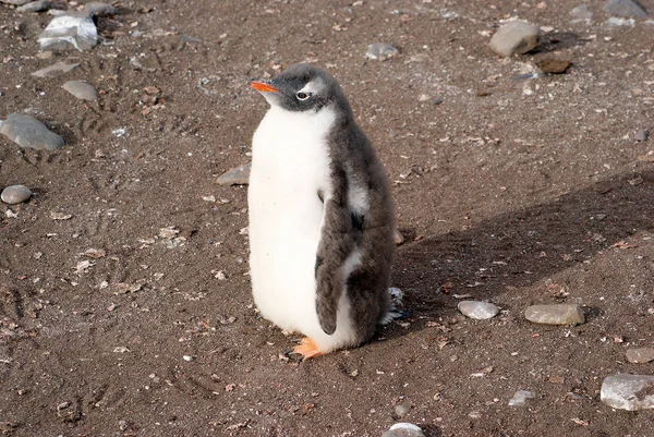 Deniz kıyısında dinlenme çılgın penguenler — Stok fotoğraf