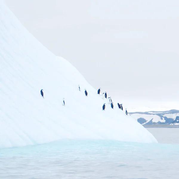 Góra lodowa pływających na Antarktydzie z pingwiny — Zdjęcie stockowe