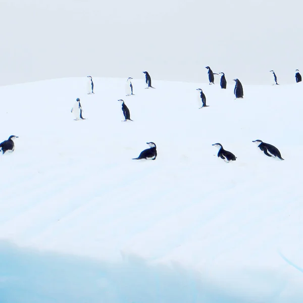 ペンギンのいる南極に浮かぶ氷山 — ストック写真