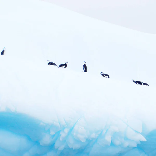 Iceberg flotando en antártida con pingüinos —  Fotos de Stock