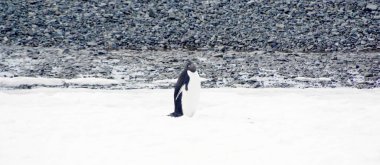 wild penguin on snow clipart