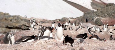 Deniz kıyısında dinlenme çılgın penguenler