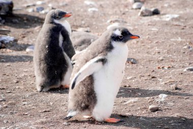 Deniz kıyısında dinlenme çılgın penguenler