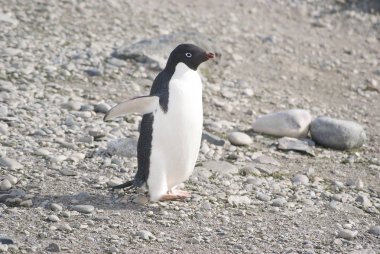 Deniz kıyısında dinlenme çılgın penguenler