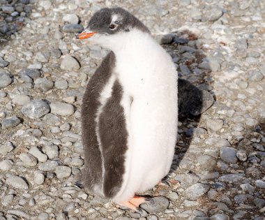 Deniz kıyısında dinlenme çılgın penguenler