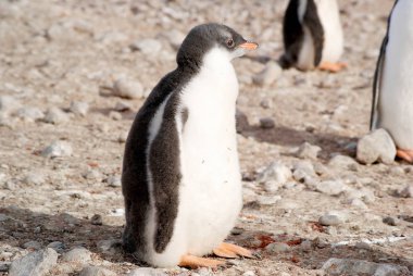 Deniz kıyısında dinlenme çılgın penguenler
