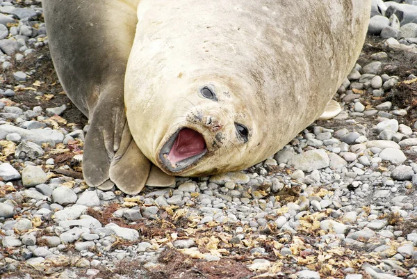 Foca silvestre descansando en antártida — Foto de Stock