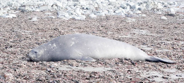 Selo selvagem descansando na antártica — Fotografia de Stock