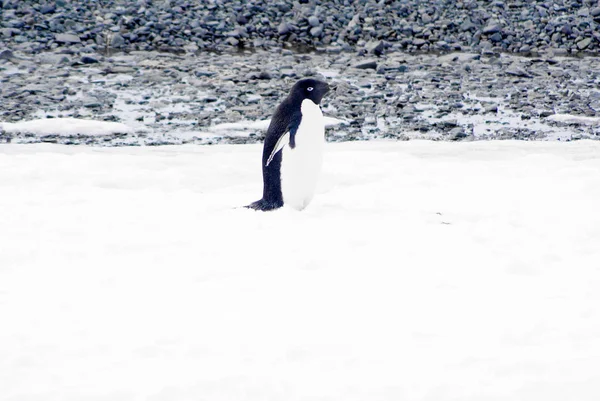 Wild penguin on snow — Stock Photo, Image