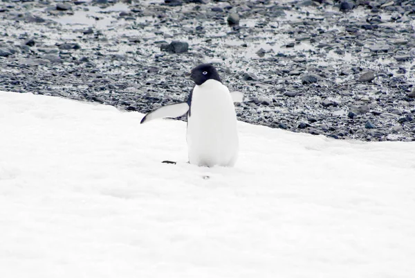 Wild pinguïn op sneeuw — Stockfoto